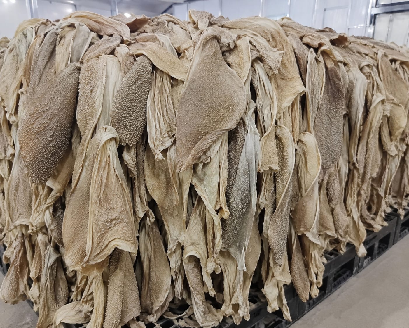 Dry Omasum